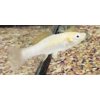 Tropaquatics Live Molly Fish Assortment
