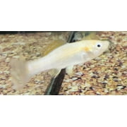 Tropaquatics Live Molly Fish Assortment