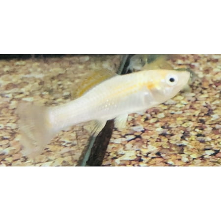 Tropaquatics Live Molly Fish Assortment