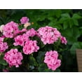 thumbnail image 3 of Morttic 2PCS 14'' Artificial Geraniums Silk Flowers Outdoor Garden Hanging Basket Porch Home Decor, 3 of 7