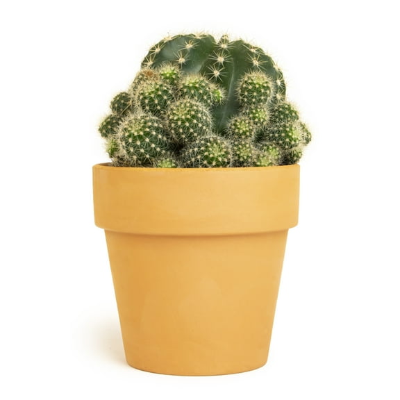 Altman Plants 3.5" Cactus Live Plant with Clay Pot