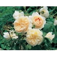 thumbnail image 3 of 30 Rare Seeds| Lichfield Angel David Austin Rose Seeds#1022 |BUY 4 GET 1 FREE|, 3 of 4