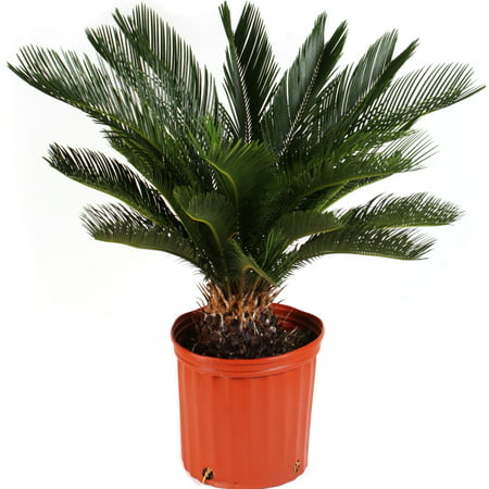 Delray Plants Sago Palm (Cycas revoluta) Easy to Grow Live House Plant, 10-inch Grower
