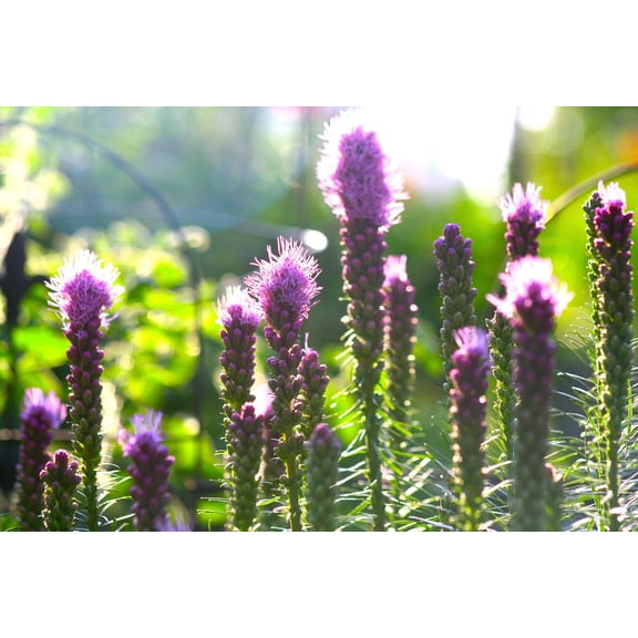 Gayfeather Wildflower Seeds/ Perennial/ Full Sun/ 2150 Seeds 1/4 oz/ Zellajake Farm and Garden - B111