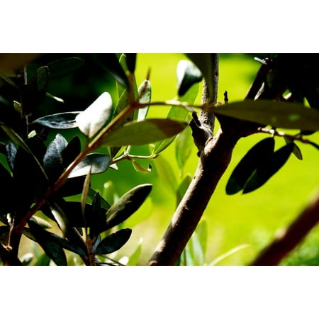 Olive Fruit - Canvas Print Green Wood Branch Nature Olives Tree Fruit Tree Stretched Canvas 10 x 14