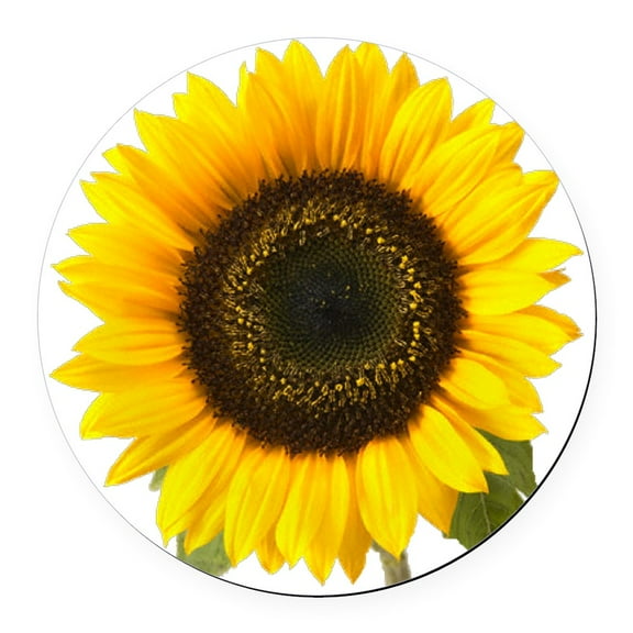 CafePress - Sunflower - Round Car Magnet