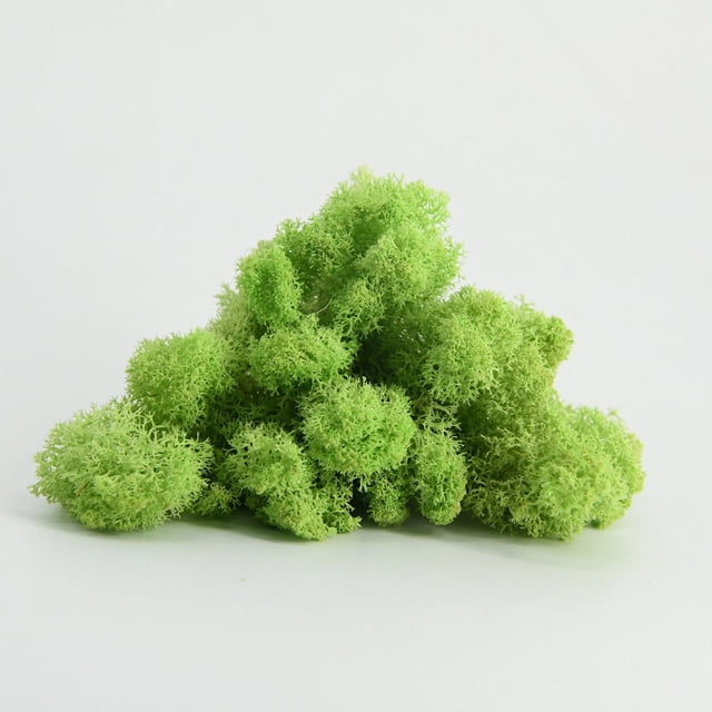 Musgo inmortal, planta de musgo en caja, pared de jardinería, musgo, escaparate, decoraciones interiores, micropaisaje, flor eterna, musgo.