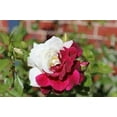 thumbnail image 2 of 30+ Seeds| Zampa Dust Rose Perennial Flower Rose - Authentic Seeds - Perennial~GMO Free~~Flower seeds ~ Asian Garden~ B5G1#1064, 2 of 5