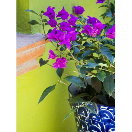 Bouganvilla In A Ceramic Pot San Miguel De Allende Guanajuato State Mexico Print Wall Art By Julie Eggers - 