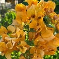 thumbnail image 3 of 3 Bougainvillea Plants, Gold Bougainvillea Bush from 4 Inches Tall, Bougainvillea Tree Live, Live Bougainvillea Vines Plants Rooted, Spring Flowering Planting for Outdoor Planting, 3 of 7