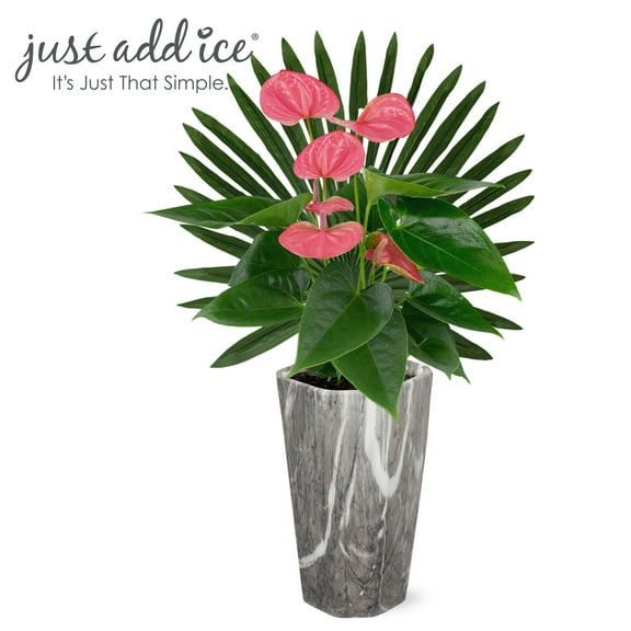Just Add Ice 14-18" Pink Anthurium Live Plant in 5" Grey Marble Ceramic Pot with Palm Pick, House Plant