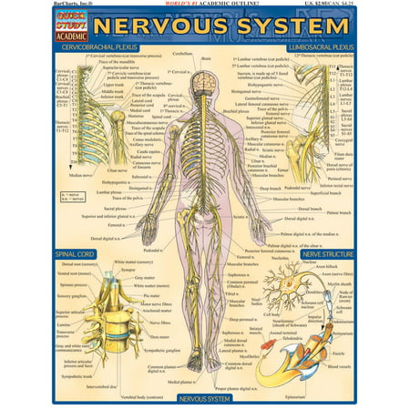Nervous System (Best Foods For Nervous System)