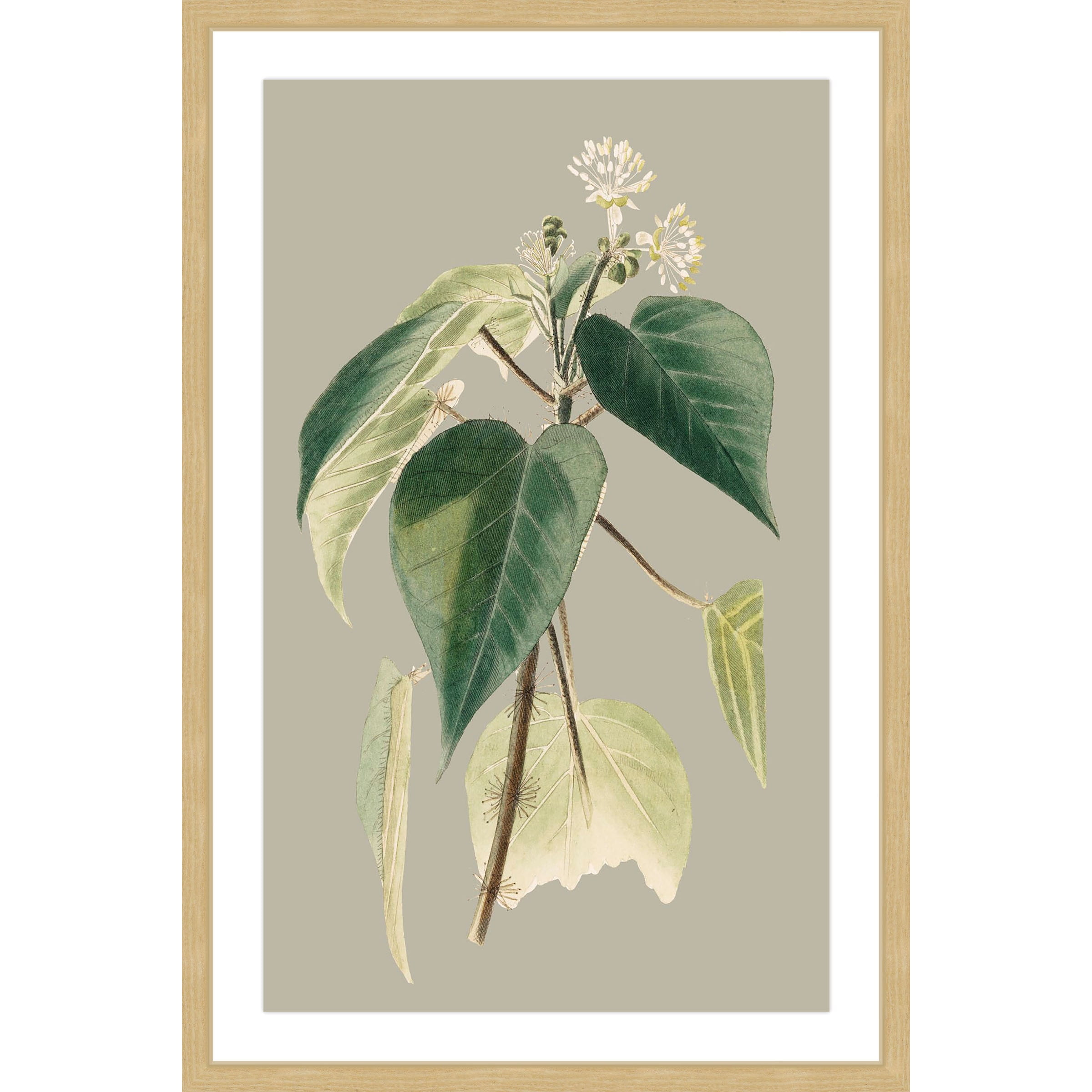 Marmont Hill "Botanical Cabinet II" Framed Painting Print