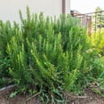 thumbnail image 6 of 06 Rosemary Plants Live for Indoors, Fragrant Herbs Live Plant Indoor Outdoor Spring Planting, 4-8" in Tall, No Pot, (Fast-Growing Rosemary), 6 of 6