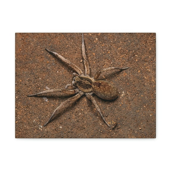 Grandiose Adult Female Wolf Spider Print Animal Wall Art Wildlife Canvas Prints Wall Art Ready to Hang Unframed