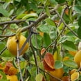thumbnail image 3 of 40pcs Fruit Tree Branch Limb Spreader Plastic Spreader Forms Angles Branches Spreading Tools, 3 of 8