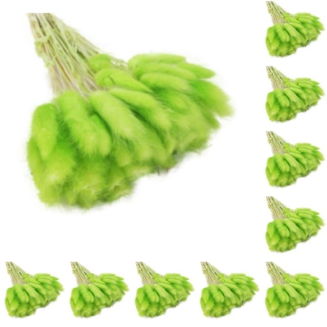 Inteprter 60 piezas / juego de decoración de hierbas de flores secas Verde 10piezas