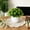 A, variant on Mini Simulation Green Plant Bonsai,Realistic Leaf Texture Faux Potted Ornament,Lightweight Durable No Maintenance Design,Natural Style Display Prop for Office Living Room Desk Shelf Indoor Decoration
