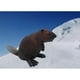 thumbnail image 2 of Estatua Plástica Animales CUTICAT Modelo Decoración Temática Náutica 85 x 4 x 5 cm, 2 of 8