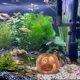 thumbnail image 4 of Moluckfu Adorno De Resina Calabaza Para Acuario Ideal Para Peces, 4 of 7