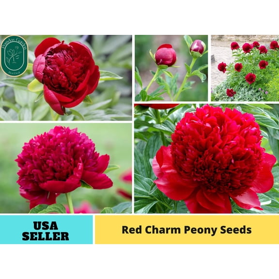 10 Seeds| Red Charm Peony Perennial Seeds - Authentic Seeds - Perennial~GMO Free~~Flower seeds ~ Asian Garden~ Herbs B5G1#B041