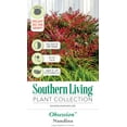 thumbnail image 6 of Southern Living Obsession Nandina Live Shrub in 2.5-Quart Grower Pot, 6 of 8