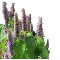 Anise Hyssop (Agastache foeniculum) Plant 34" Pot North American Native Plant, Pollinator