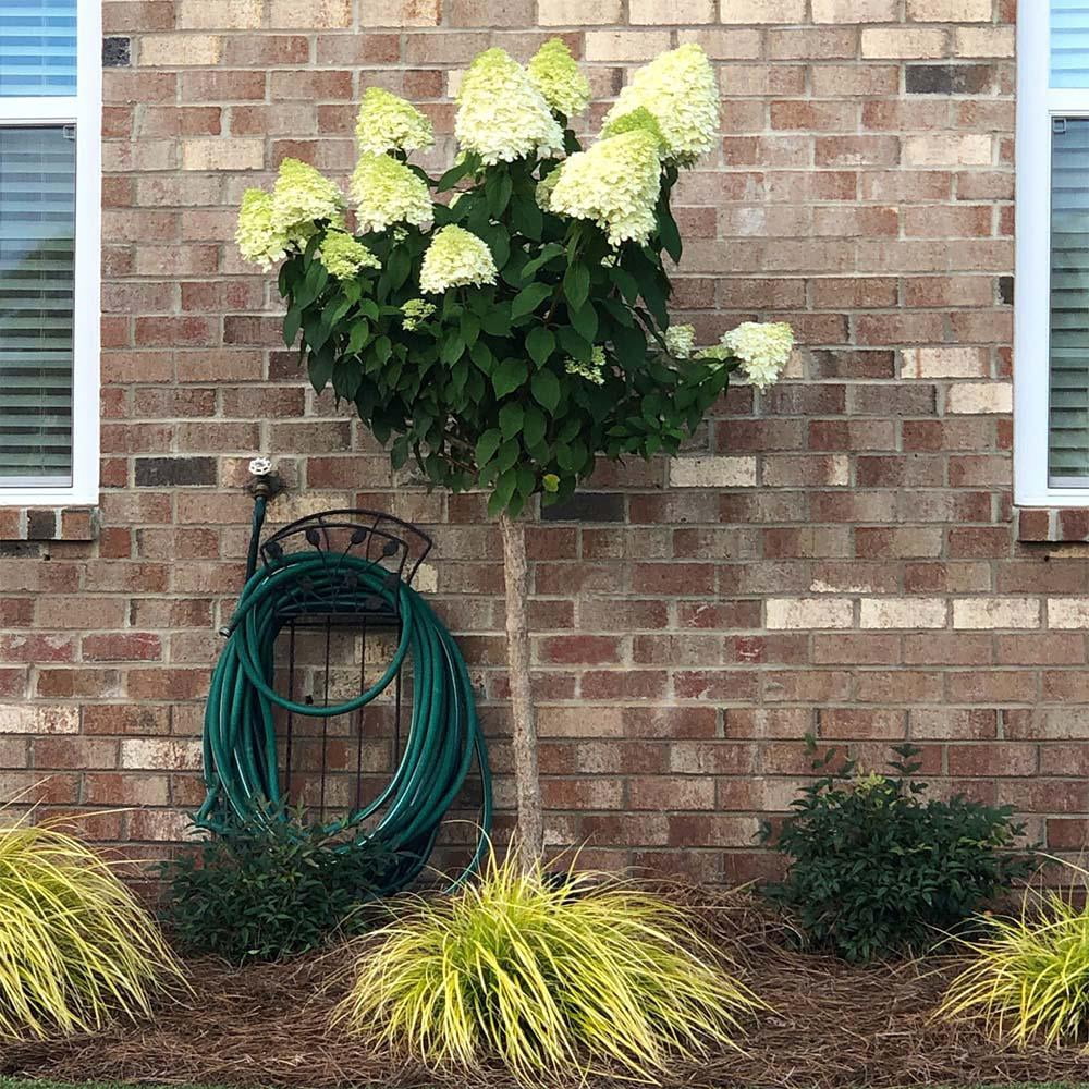Proven Winners ColorChoice Limelight Tree Hydrangea Live Shrub (5 Gallon)