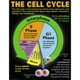 thumbnail image 5 of McDonald Publishing Cells Posters, Set of 4, 5 of 5