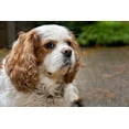 thumbnail image 2 of Horton, Janet 14x11 White Modern Wood Framed Museum Art Print Titled - Cavalier King Charles Spaniel-on her driveway in Autumn-PR, 2 of 4