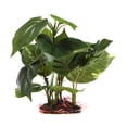 thumbnail image 1 of Plantas artificiales para acuarios, utilizadas para la decoración de acuarios.Plantas de acuario, 1 of 5