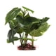 thumbnail image 1 of Plantas artificiales para acuarios, utilizadas para la decoración de acuarios.Plantas de acuario, 1 of 5