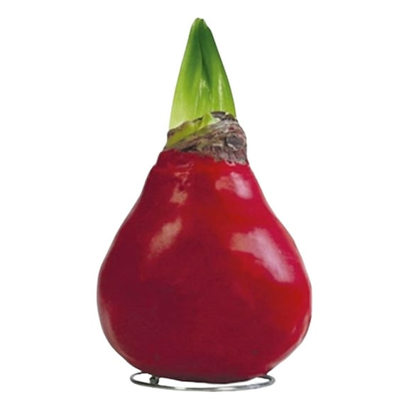 Waxed Amaryllis Bulb - Red Wax, Blooms Red - Easy Care - No Watering Needed! Beautiful Holiday Decor