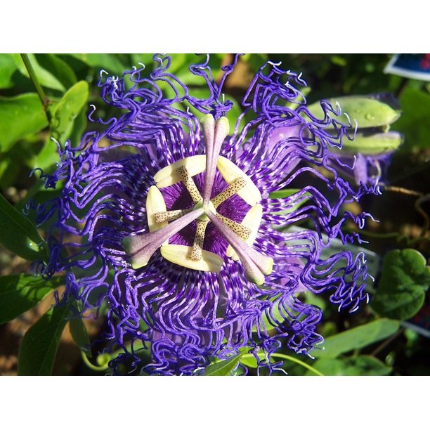 Velvet Blue Hybrid Passiflora Creeper 12 Inch By 18 Inch Laminated Poster With Bright Colors And Vivid Imagery Fits Perfectly In Many Attractive Frames Walmart Com Walmart Com Velvet Blue Hybrid Passiflora Creeper 12 Inch By 18 Inch Laminated Poster With Bright Colors And Vivid Imagery Fits Perfectly In Many Attractive Frames Walmart Com Walmart Com