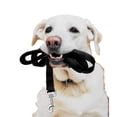 thumbnail image 2 of Unmatched Dog Training Experience, Built To Last Through Every Adventure Together, 2 of 5