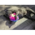 thumbnail image 4 of goDog Furballz Squeaky Plush Ball Dog Toy, Chew Guard Technology - Rainbow, Small, 4 of 7