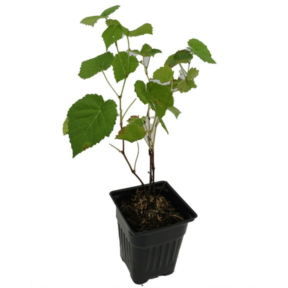 Venus Grape - Seedless Grape Plant - Vitis - 4" pot - No Shipping to Washington State or Oregon