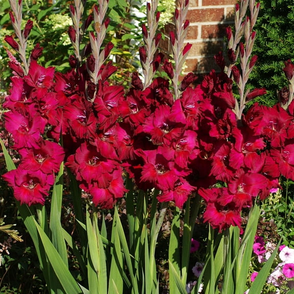 Black Surprise Large Flowering Gladiolus Flower Bulbs - 10 Bulbs per Pack - Attracts Butterflies and Hummingbirds - Good as Cut Flowers - Grows Well In Containers - Perennializing - Live Garden