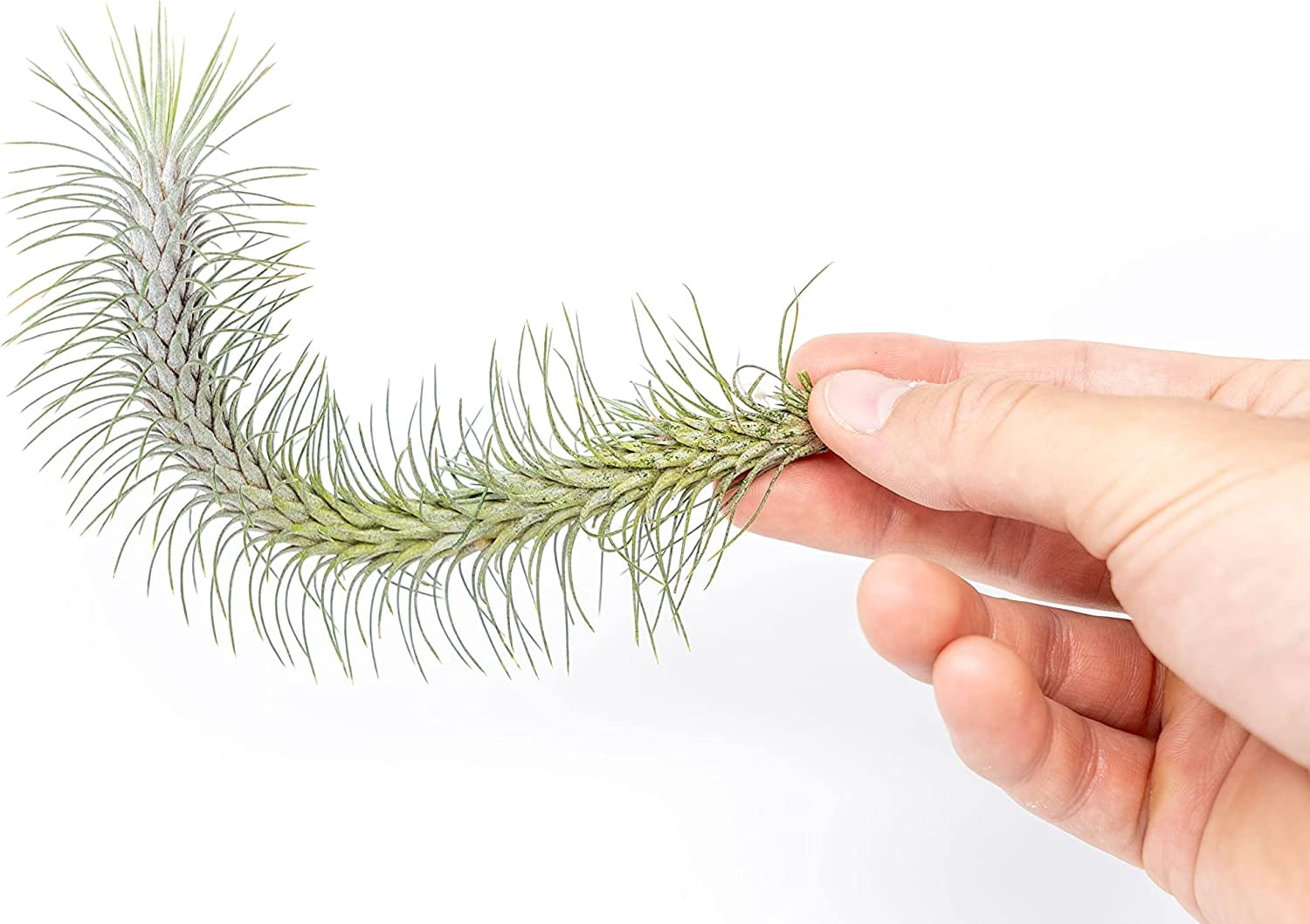 Air plant shop Tillandsia Funckiana v. Recurvifolia Live Tillandsia Succulent House Plants - Wholesale and Bulk - Home and Garden Decor - Easy Care Indoor and Outdoor Plants (Pack of 3)