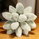 thumbnail image 3 of Peluche de plantas suculentas realistas para niñas y niños, muñeco de peluche de 25-45cm con flores en maceta, almohada, cojín para silla, regalo, 3 of 5