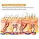 thumbnail image 5 of Peine Para El Crecimiento Del Cabello Para Reducir La Caída Del Cabello, Masajeador Anticaída Para Promover La Del Cabello, Herramienta De Cuidado De La Salud Para El, 5 of 7