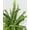 6_FERN_LEMON.BUTTON, variant on Fern 'Lemon Button' - Live Air-Purifying Indoor Plant in Nursery Pot – Easy Care, Low Maintenance Houseplant for Home & Office Decor, Natural Air Cleaner, Best for Beginners (4"Pot, NurseryPot)