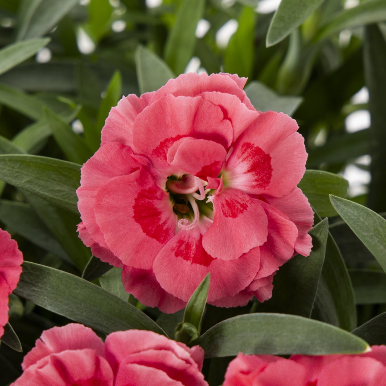 Expert Gardener 2QT Orange Dianthus Live Perennial Plant Sun 3