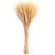 thumbnail image 1 of Tallos de trigo seco, 100 tallos de trigo para decorar la mesa de la boda, el hogar, la cocina (15,7 pulgadas) Xemadio WRJM-433, 1 of 7