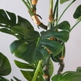 thumbnail image 3 of Monstera Délicieuse, 61"H, 3 of 4