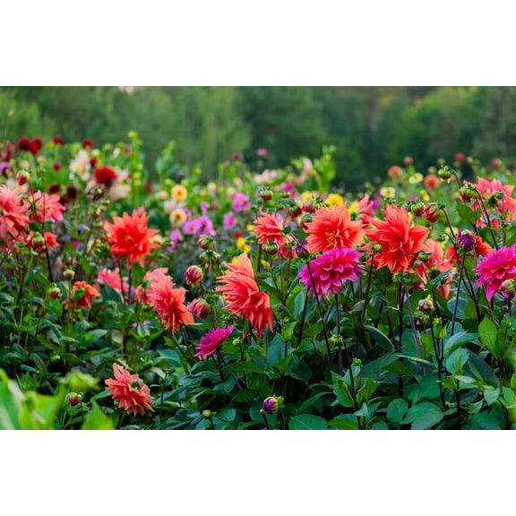 50 EARLY BIRD DAHLIA Mixed Colors Flower Seeds