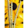 thumbnail image 1 of Reflection in Dew Drops Poster Print by Natural Selection Craig Tuttle, 12 x 18, 1 of 1