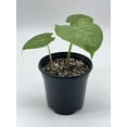 thumbnail image 5 of Alocasia Kuching Mask, 4 inch Giant Hardy Elephant Ears, Wentii, New Guinea Shield, 5 of 8