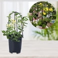 thumbnail image 2 of 10PCS Garden Plant Pot Obelisks Plastic Climb Plant Support Frame, 2 of 9