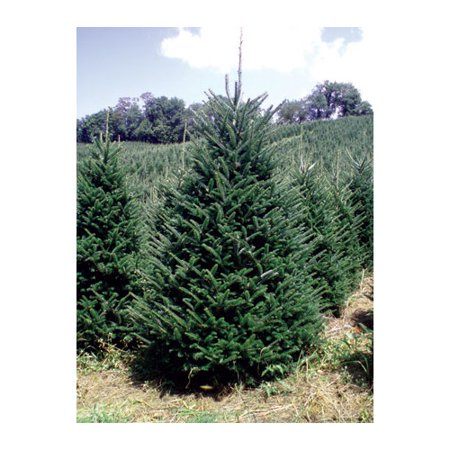 real christmas trees delivered 7 green fir freshly cut real christmas trees delivered 7 green fir freshly cut
